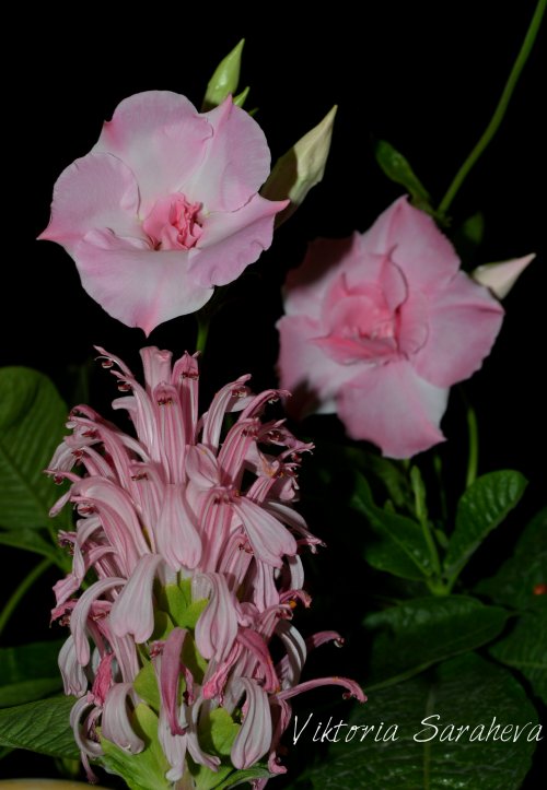 DSC_0488_500x723.jpg