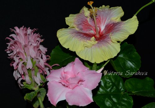DSC_0473_500x351.jpg