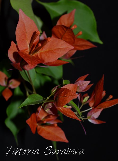 DSC_0517_500x682.jpg