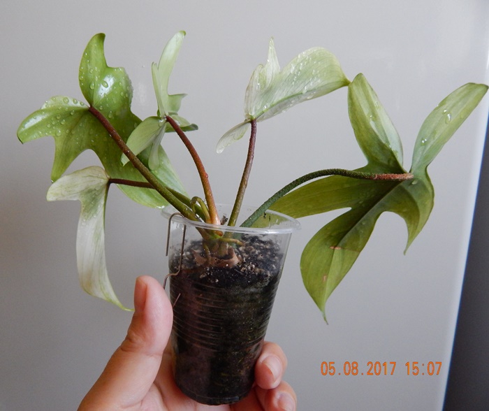 DSCN7972.JPG