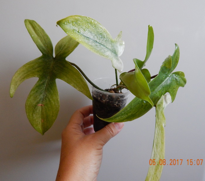 DSCN7971.JPG