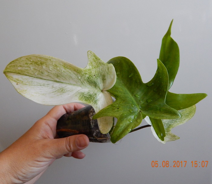 DSCN7973.JPG
