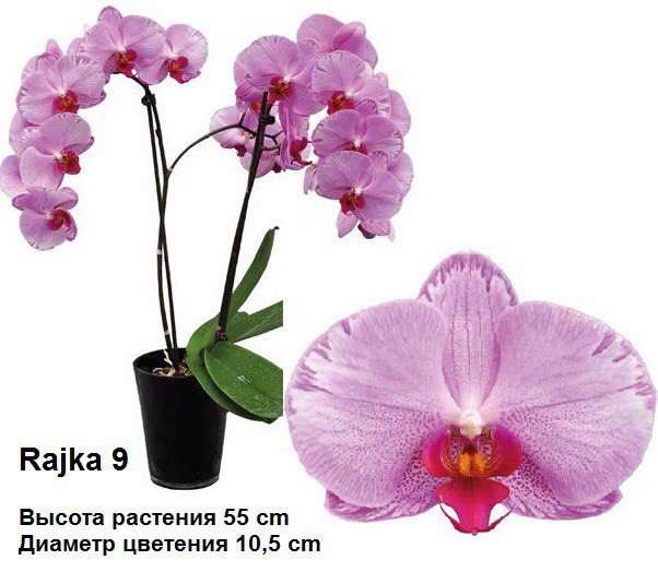 8atUUXJMjWU - копия.jpg