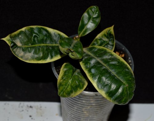DSC_0034_500x393.jpg