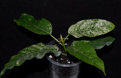 DSC_0103_500x321.jpg