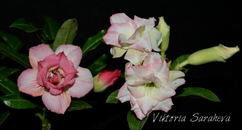 DSC_0081_500x268.jpg