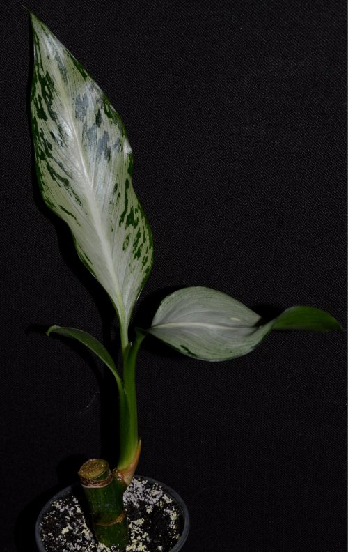 DSC_0106_500x792.jpg