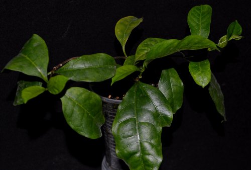 DSC_0111_500x338.jpg