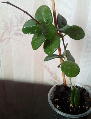 2017-08-27_134936.JPG