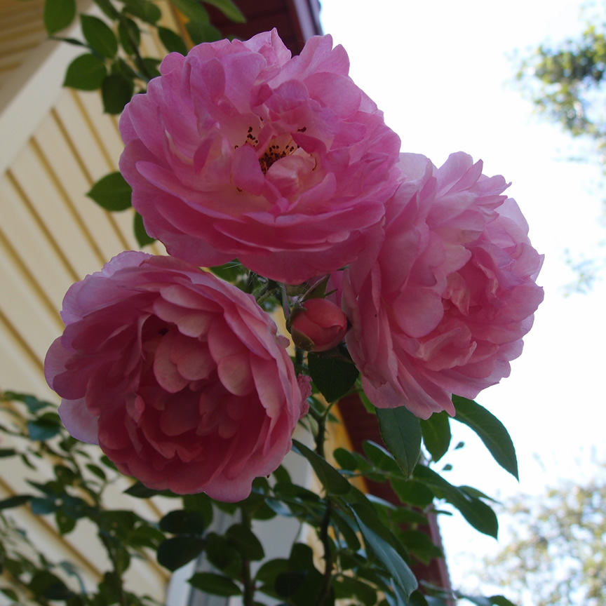 P7144031q.jpg