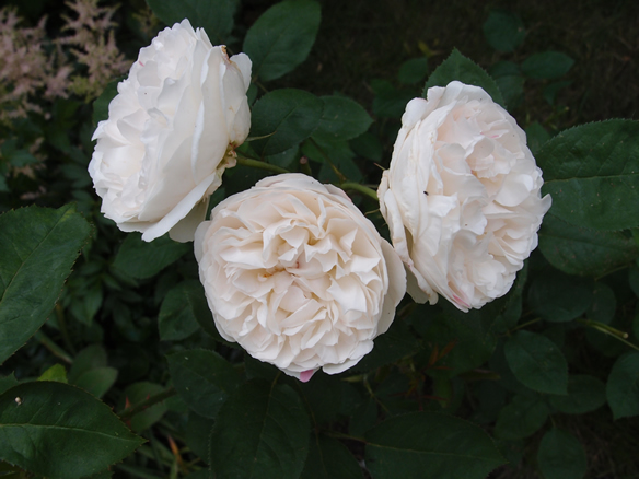 P6061878q.jpg