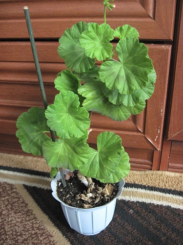 IMG_3258.JPG