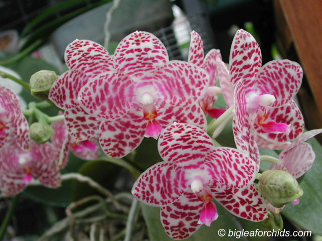 Phal_Brother_Glory_Long_Fong.jpg
