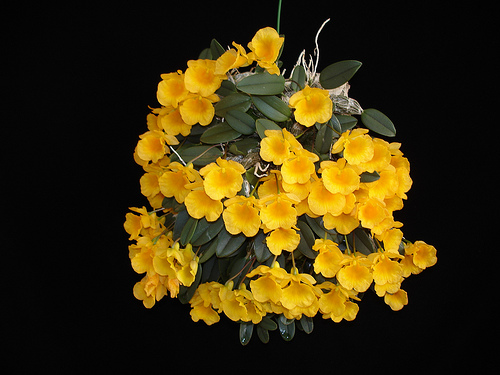 dendrobium_jenkinsii.jpg