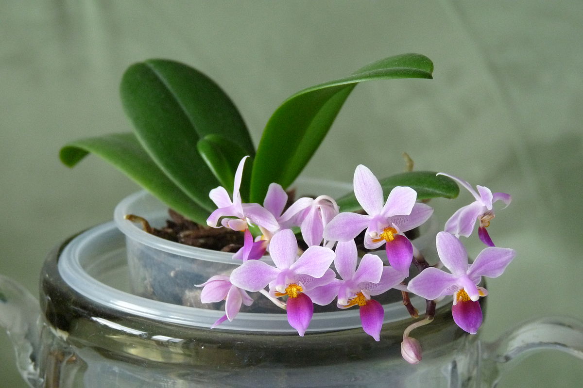 Phalaenopsis_equestris_-_Kroton_004.JPG