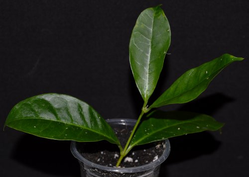 DSC_0146_500x356.jpg