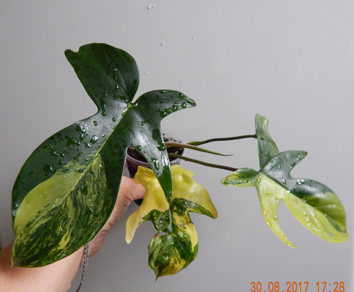 DSCN8112.JPG