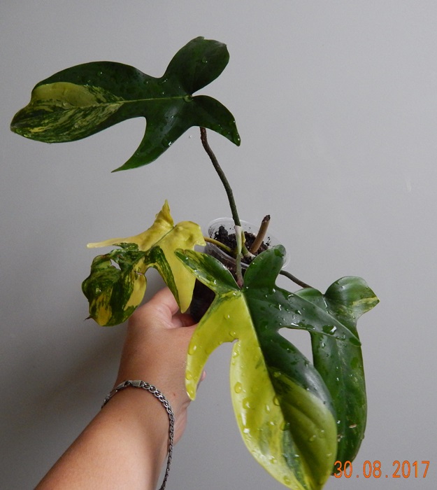 DSCN8109.JPG