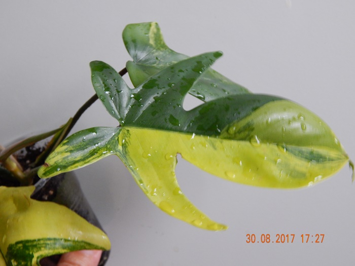 DSCN8107.JPG