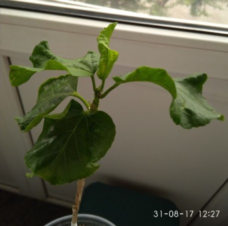 IMG_20170831_122744.jpg