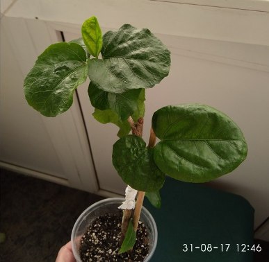 IMG_20170831_124638.jpg
