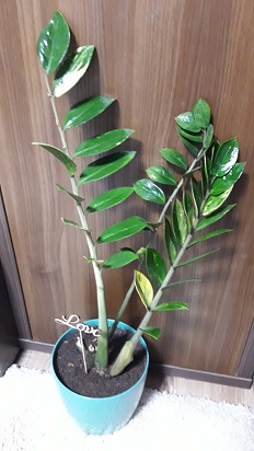 20170830_210654.jpg