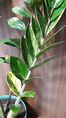 20170830_210712.jpg