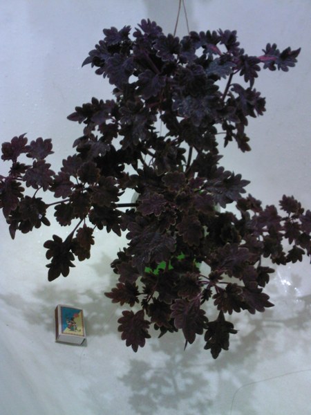 SP_A7073.jpg