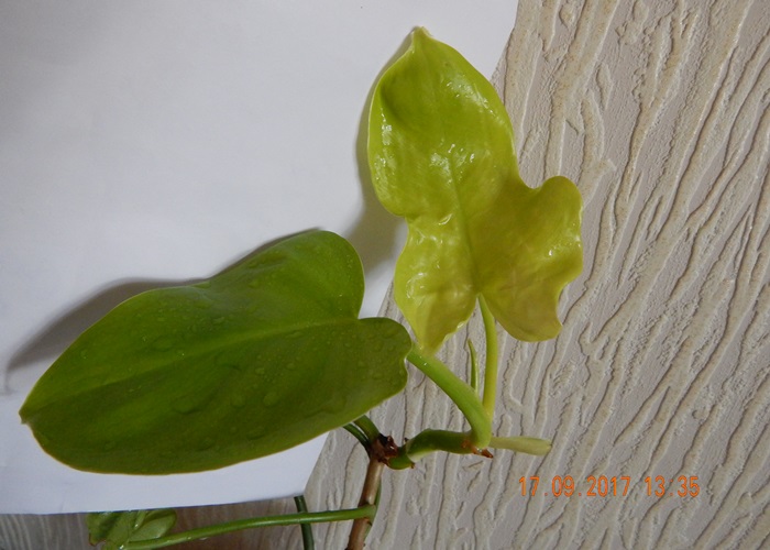DSCN8177.JPG