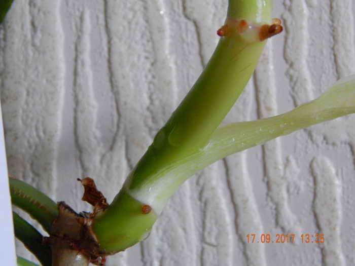 DSCN8176.JPG