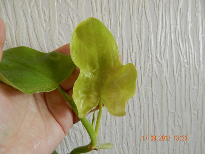 DSCN8174.JPG