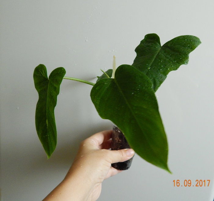 DSCN8129.JPG