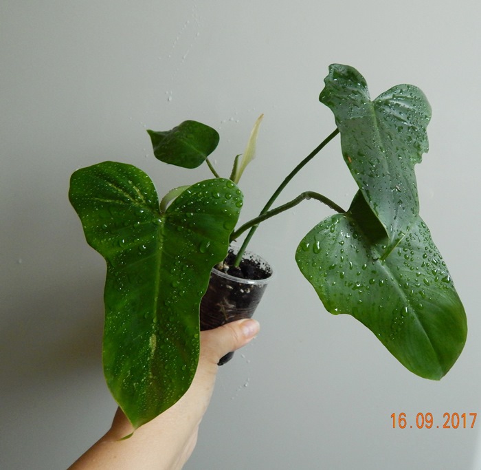 DSCN8130.JPG