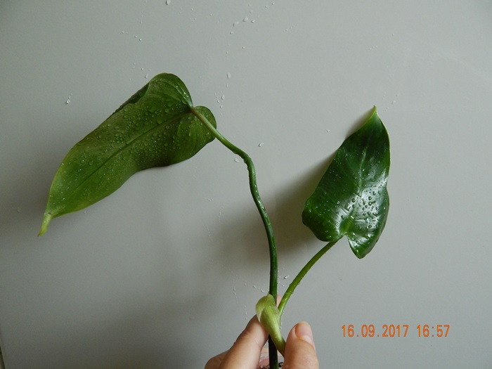 DSCN8126.JPG