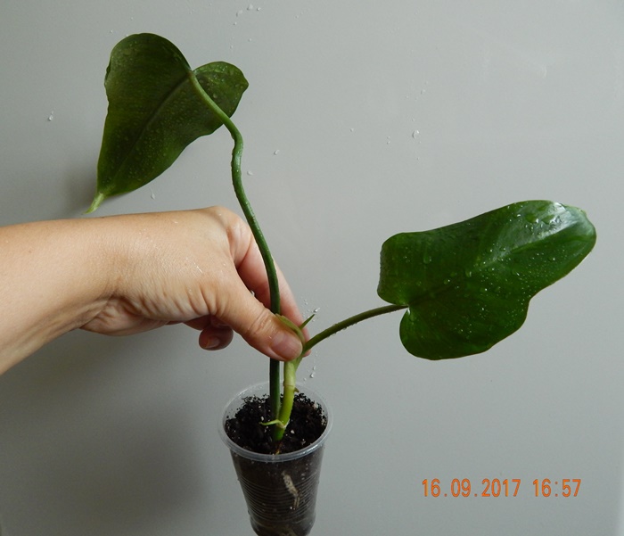 DSCN8127.JPG