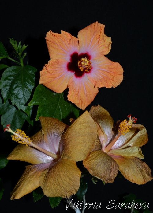 DSC_0329_500x693.jpg