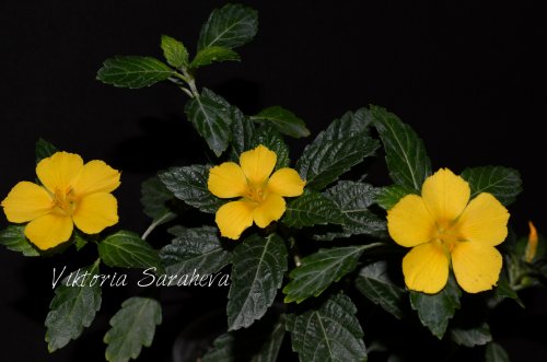 DSC_0359_500x331.jpg