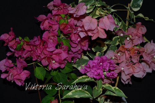 DSC_0263_500x333.jpg