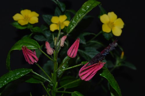 DSC_0361_500x332.jpg