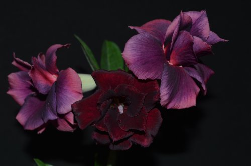 DSC_0138_500x332.jpg