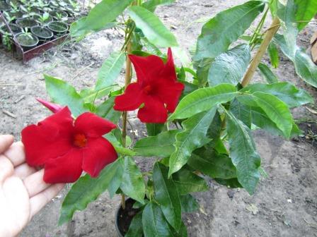 IMG_6751.JPG