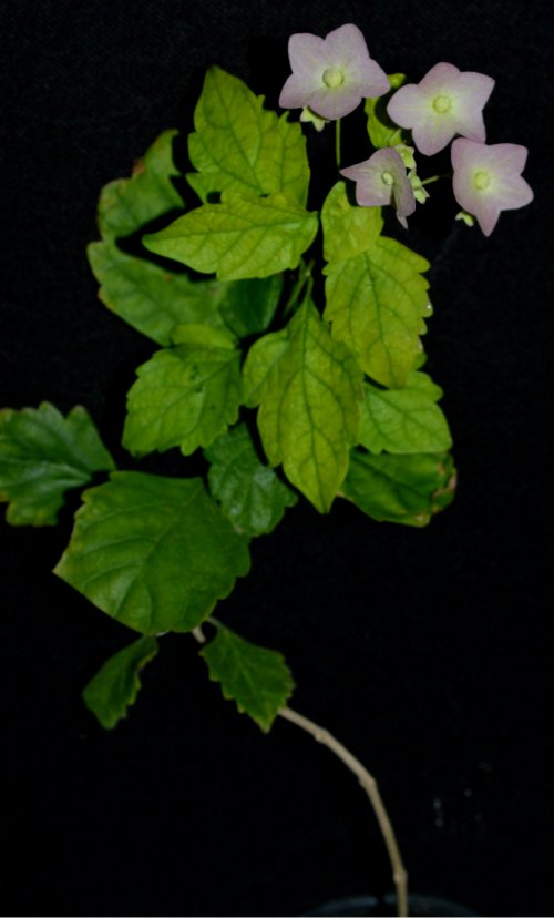 DSC_0235_500x828.jpg