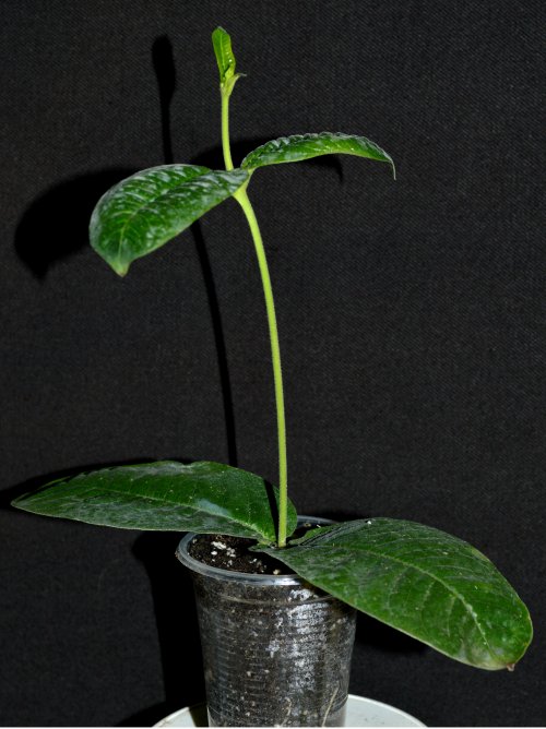 DSC_0421_500x668.jpg