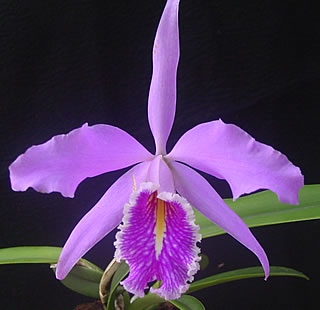 56e1837d68f7.jpg