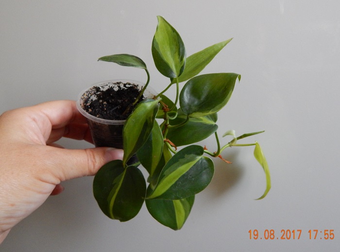 DSCN8087.JPG