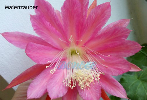 Epiphyllium Maienzauber211.jpg