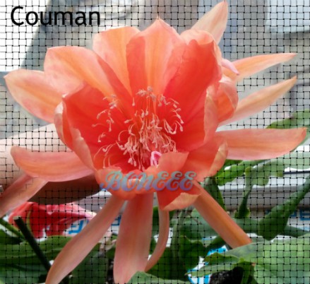 Couman2111.jpg
