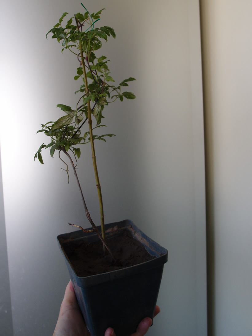 P9265365q.jpg