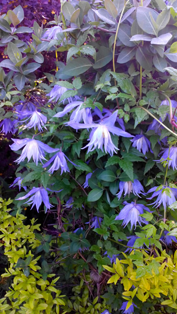 20160509083320q.jpg