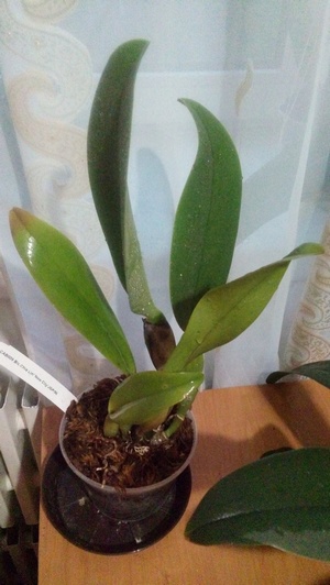 Brassolaeliocattleya Chia Lin 'New City'  2.jpg